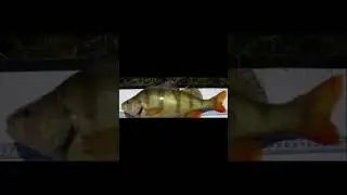Perch/aborre#foryou #fishing #fun #fish #fishingvideo