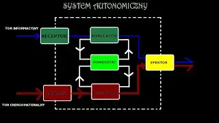 System Autonomiczny w ujęciu cybernetycznym