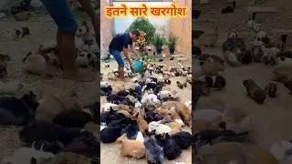 Rabbit Farming 🤯 खरगोश 🤯#shorts #shortsvideo