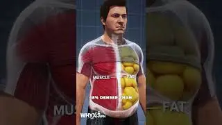 Что происходит, когда мышцы замещают жир 💪