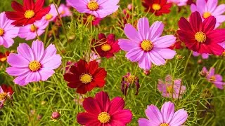 Relaxing Music for Mind & Body ✨ Release Stress, Clear Negative Thoughts & Restore Inner Peace