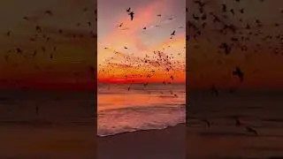 #birds#relaxing#naturelovers#calmnature🐦🕊🌄🌿🔥