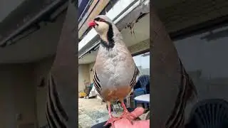 BEST CHAKOR- CHAKOR KA ZABARDAST AWAZ -