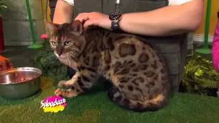 Sabadazo Gatos bengalí 11 enero 2014