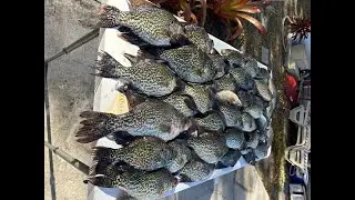Catching Monster Crappie in the Worst Weather