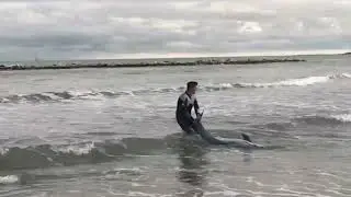 Dolphin rescue hits the shoreline