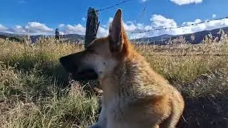 Un perrito explorando el P&aacute;ramo de Sumapaz 🐶🌿 El m&aacute;s grande del mundo