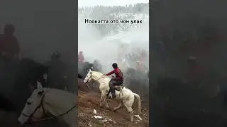 Аламан улак