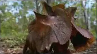 Wild Australian frilled lizards fight for territory in canopy trees - BBC wildlife