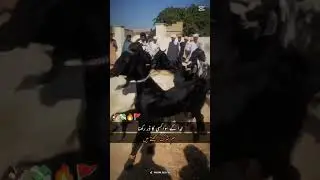 #Nochi Goats #goatsworld &pi;&euro;#habibi #music Realsfly Habibi Nochi Goats 🐐💯 amazing 😍