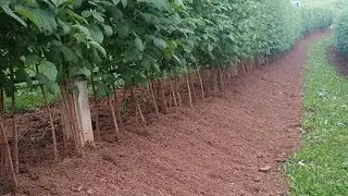 Предварительная уборка малины