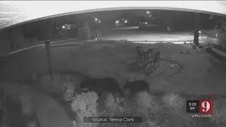 Video: Apopka woman warning neighbors about bears roaming neighborhoods