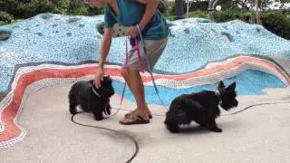 Ruffles and Munchkin visit the Merlion Walk
