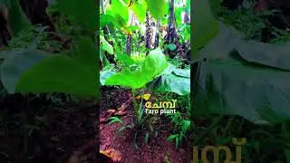Backyard Vibes of Kerala 🌿 | Tapioca, Banana & More