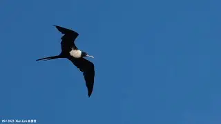 Lesser Frigatebird (adult female) Malaysia Sabah offshore Sep2023