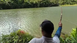 ESSE LUGAR MERECE UMA CEVA ...TEM TILÁPIA GIGANTE.