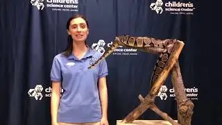 ChildSci Keeper Talk - Ball python