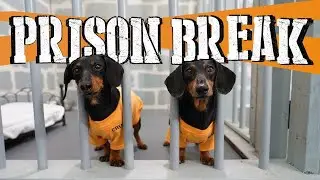 DOG PRISON BREAK Funny Dogs Escaping  @YouTube | Toshu & Friends #prisonbreak #doggames #dogbarking