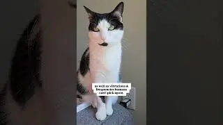 Fascinating cat facts. audio: liam_the_everyday_cat #cats #facts #catsofyoutube