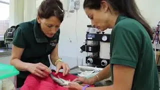 Vet Check for Sugar Gliders