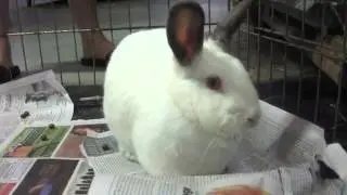 Garnet at House Rabbit Resource Network