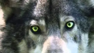 Paul Chasman: Song For the Wolf