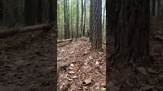 Backyard mtb trails #va #mountainbike