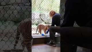 A training session with the tiger cubs