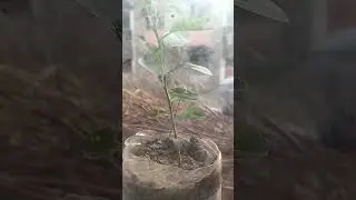 #plants #trending #viral #garden #nature