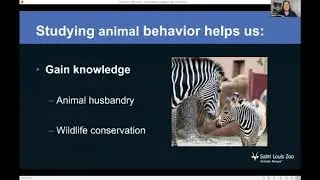 STLZOOm&ndash;Animal Behavior Observations