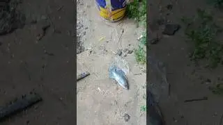 Best hook fishing #viral #viralvideo #fishing #trap #funny #shorts