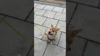 Shiba inu reacting to siren sound