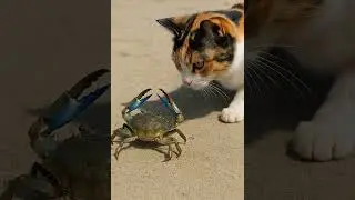 Let&rsquo;s See Who&rsquo;s Tougher &ndash; Cat vs Crab Showdown!🦀