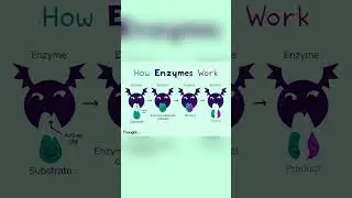how enzymes work? #trending #ytshorts #youtubeshorts #shorts #shortsfeed #viral #viralvideo #video
