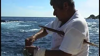 Caracol Púrpura