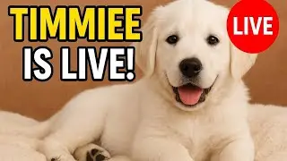 Timmie puppy  is live
