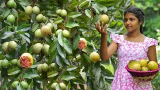 Fresh Guava🍈🍉Harvest in our backyard and Crispy Crabs recipe