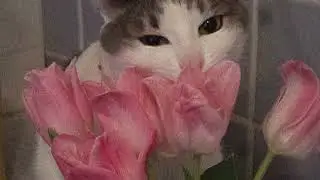 MOV04912