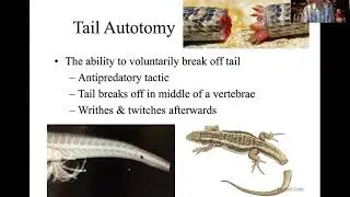 Tail Autotomy