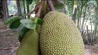 Creamy Coconut Jackfruit | Simple Home Recipe
