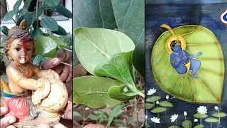কৃষ্ণবট  माखन कटोरी Ficus krishnae