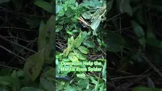 #Help the Mantis From Spider web #Mantis #JAPANESE Mantis