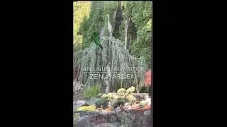 An Unusual Visitor - Zen Garden