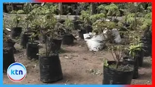 Serikali yaongeza juhudi za kutekeleza mpango wa Rais Ruto wa kupanda miti milioni 15