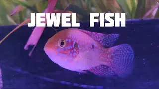 Jewel fish 
