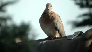 palmtortel (laughing dove)