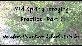 Mid Spring Foraging Practice - Part 1