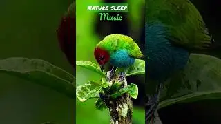 MINDFULNESS rain with brid sound piano RELAXING MEDITATION MUSIC || calm sleep #shorts #ytshorts