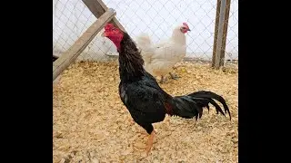 Asil, Aseel, Ga Noi (Poe & Son) Winter Pens ~ Giant Chicken Project