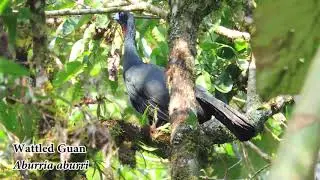 Pava Negra - Wattled Guan - Aburria aburri
